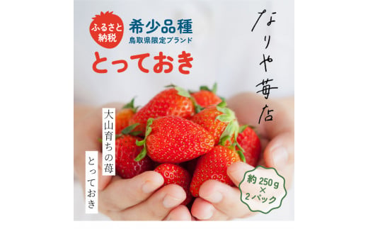 [希少品種・鳥取県限定ブランド]とっておき苺 いちご(約500g)[2025年1月以降発送]