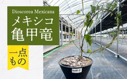 Dioscorea Mexicana メキシコ亀甲竜 (個体番号MKR-3) 長与町/アグリューム [EAI108] 植物 観葉植物 インテリア 苗  鉢 おしゃれ グリーン