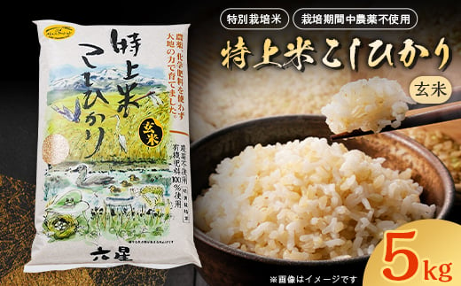 六星の特上米こしひかり『玄米』5kg【10