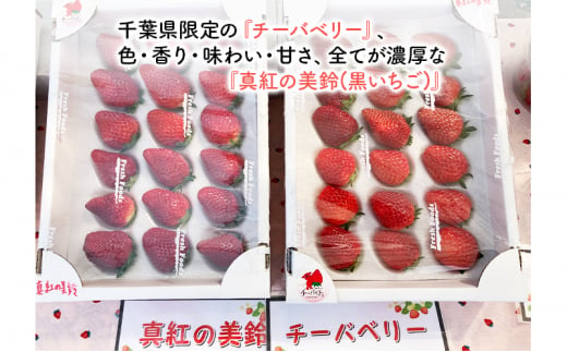 いちご　種類おまかせ　2箱　1セット（1箱12粒～18粒）合計1.2キロ以上 [№5743-0423]