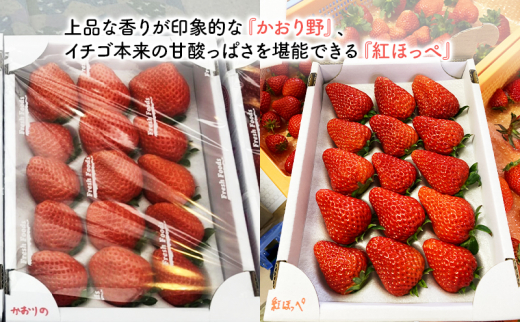 いちご　種類おまかせ　2箱　1セット（1箱12粒～18粒）合計1.2キロ以上 [№5743-0423]