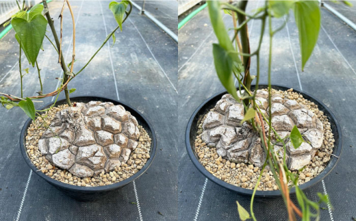 Dioscorea Mexicana メキシコ亀甲竜 (個体番号MKR-3) 長与町/アグリューム [EAI108] 植物 観葉植物 インテリア 苗  鉢 おしゃれ グリーン - 長崎県長与町｜ふるさとチョイス - ふるさと納税サイト