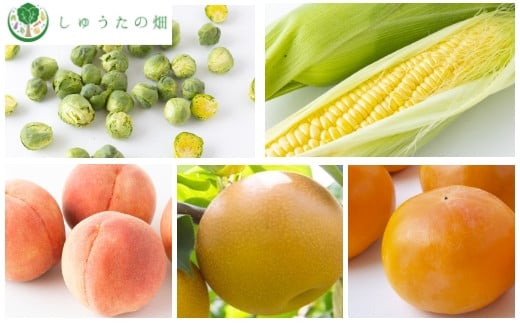 ST24【年5回定期便】しゅうたの畑 うきはの自然で育った野菜・果物ミニセット（新鮮野菜・桃・梨・柿）