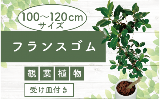 2025年4月中旬～発送【観葉植物】フランスゴム100cm～120cm ホワイト陶器鉢(専用受け皿付き)(T&P/035-1471) 観葉植物 植物 鉢付 インテリア 室内 オフィス おしゃれ プレゼント ギフト 開店祝い 移転祝い マイナスイオン【配送不可地域：北海道・沖縄県・離島】 233573 - 鹿児島県指宿市