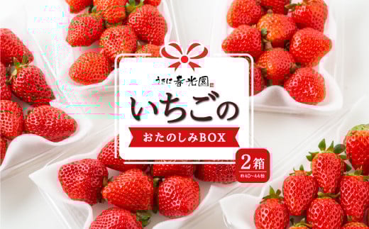 春光園 いちごのおたのしみBOX 2箱 【2025年12月 出荷予定】 苺 いちご イチゴ 果物 くだもの 果実 フルーツ スイーツ デザート 食品 あまおう 紅ほっぺ かおりの 恋みのり あきひめ おたのしみボックス お楽しみ セット 九州 福岡県 うきは市 冷蔵