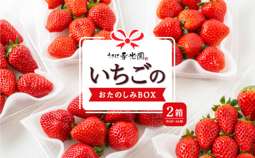 春光園 いちごのおたのしみBOX 2箱 2025年1月上旬から1月31日 出荷予定 245025 - 福岡県うきは市