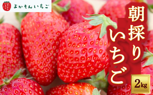 よかもんいちごの朝採りいちご 2kg 2024年12月中旬から2025年4月下旬 出荷予定 306888 - 福岡県うきは市