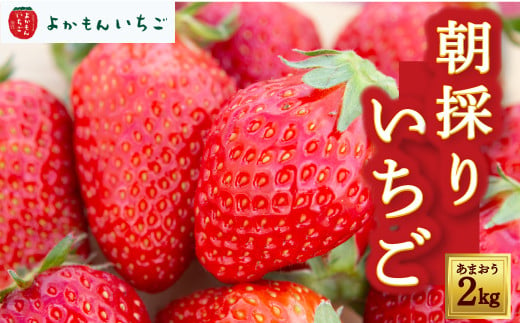 P109-20 よかもんいちごの朝採りあまおういちご 2kg 2024年1月2日～2024年4月下旬お届け 306890 - 福岡県うきは市