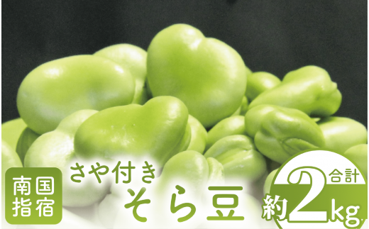 【2025年1月中旬～発送】さや付きそら豆約2kg～冬～(アグリスタイル/A-206) 野菜 そらまめ ソラマメ サラダ 旬 冬 おつまみ 489997 - 鹿児島県指宿市