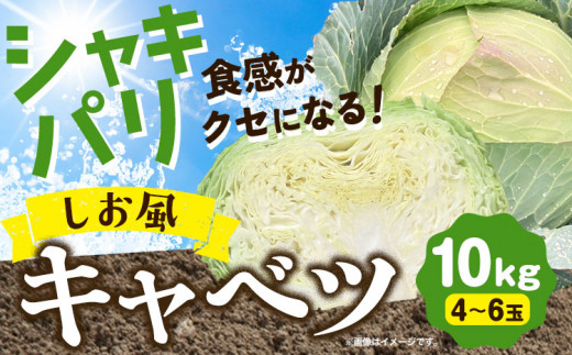 B-10 うねめもみじたまごとマヨネーズ / 岡山県笠岡市 | セゾンの