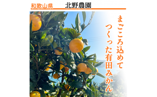 秀品 有田みかん 和歌山県産 S～Lサイズ 大きさお任せ 5kg【2024年1月に順次発送】/ みかん フルーツ 果物 くだもの 有田みかん 蜜柑 柑橘