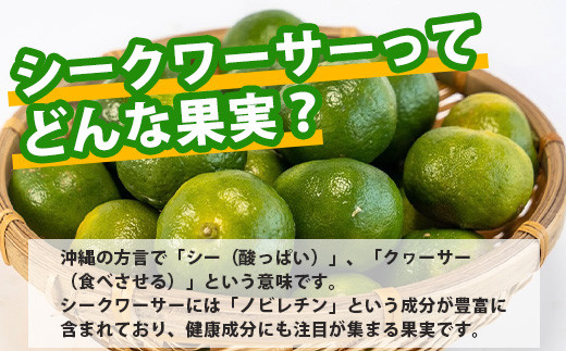 《2024年6月下旬～発送》【先行予約】こだわりの青切りシークワーサー 900g 約20〜30個 【 産地直送 沖縄 石垣島 石垣 八重山  シークワーサー 柑橘 フルーツ くだもの 果物 】TF-7