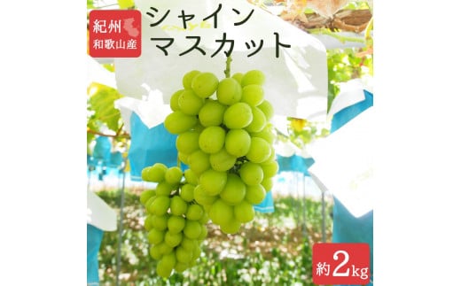 シャインマスカット 約2kg　紀州和歌山産【2025年8月下旬以降発送予定】【UT78】 1187827 - 和歌山県印南町