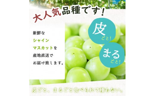 シャインマスカット 約1kg 紀州和歌山 かつらぎ産【2025年8月下旬以降発送予定】【UT118】 - 和歌山県印南町｜ふるさとチョイス -  ふるさと納税サイト