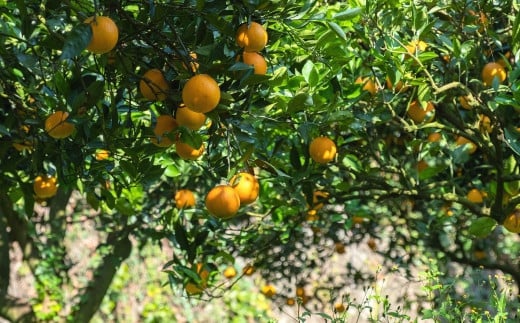 まぁるい形と、つるんとした果皮、名前の由来にもなったおへそのような凹みが特徴のネーブルオレンジ。