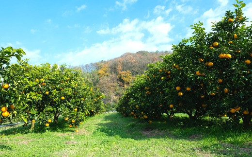 『中原観光農園』のモットーは、除草剤・化学農薬・化学肥料を使用せず、養分たっぷりの土で果樹を育てること。