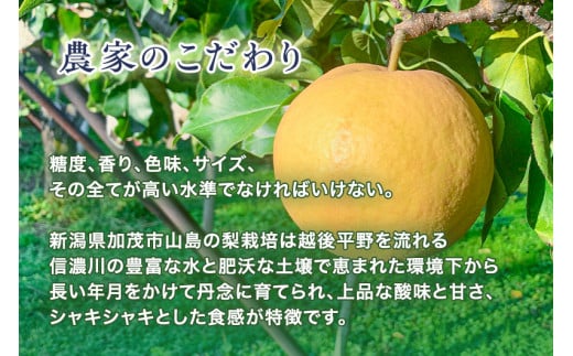 新潟県加茂市のふるさと納税 【2024年先行予約】青柳果樹園の和梨 新興 2kg (3～5玉)《11月上旬から出荷》しんこう フルーツギフト 加茂市 青柳果樹園