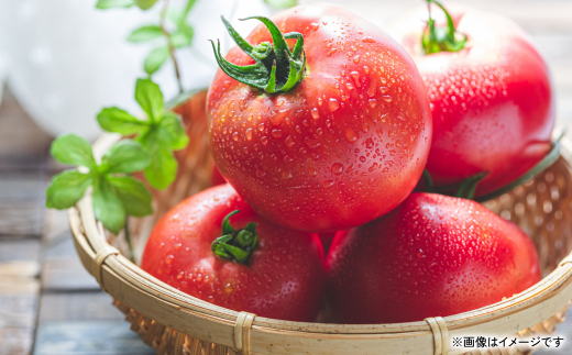 【訳あり】朝採れトマト 約4kg 熊本県 八代市産