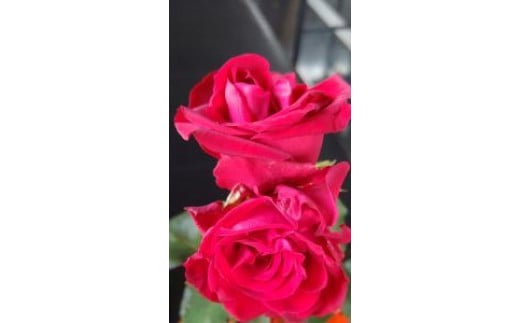 3ヶ月連続定期便！薔薇の花束 レッドエレガンス10本セット 1191920 - 福島県富岡町
