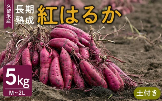 福岡県久留米市産　長期熟成紅はるか 5kg　M～2L　土付き 1192002 - 福岡県久留米市