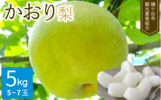 【かおり5kg】かまがや育ちの完熟梨（観光組合） 1283425 - 千葉県鎌ケ谷市