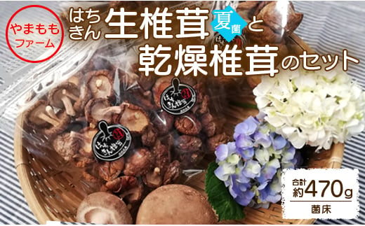 やまももファーム椎茸 夏菌はちきん生椎茸と乾燥椎茸のセット(合計約470g) yo-0012 426578 - 高知県香南市