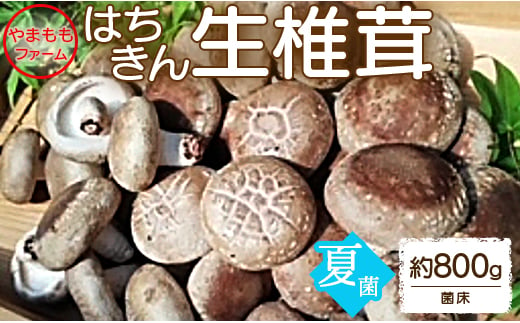 やまももファーム椎茸 夏菌はちきん生椎茸(菌床)約800g yo-0011 426577 - 高知県香南市