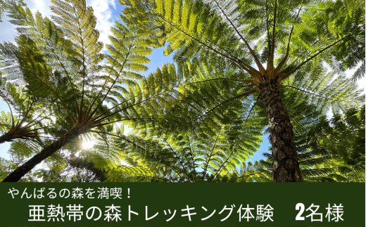 やんばるの自然を満喫！！亜熱帯の森トレッキング体験 1270760 - 沖縄県国頭村