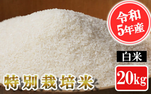 【令和5年産】特別栽培米 白米 20kg 395079 - 熊本県南関町