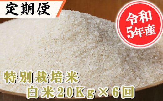 隔月発送【定期便6回】定期便 特別栽培米 白米 20kg×6回 395236 - 熊本県南関町