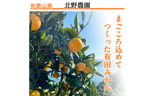 1月発送】秀品 有田みかん 和歌山県産 S～Lサイズ 大きさお任せ