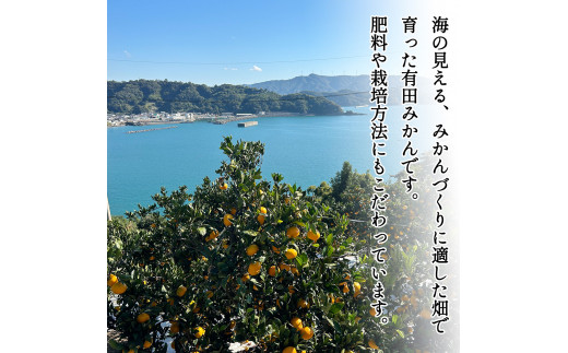 1月発送】秀品 有田みかん 和歌山県産 S～Lサイズ 大きさお任せ