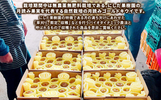 にしだ果樹園の熊本県産月読みゴールドキウイ サイズ混合 約2kg