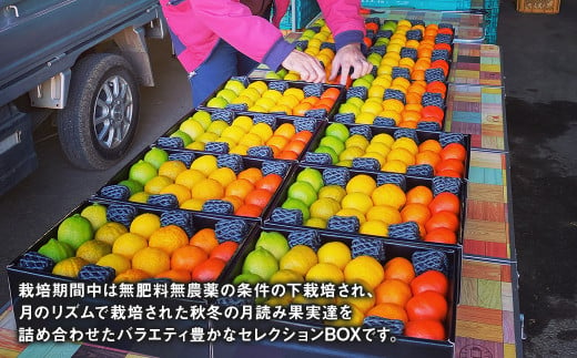 にしだ果樹園の熊本県産月読み果実グラデーションボックス(6品種)
