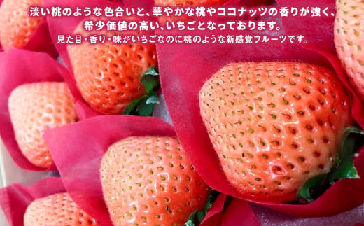 【2024年1月下旬発送開始】にべさんちの苺 熊本県産イチゴ桃薫(とうくん) 約400g
