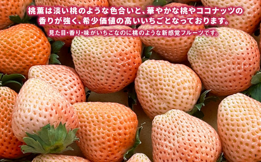 にべさんちの苺 熊本県産イチゴプレミアム桃薫(とうくん) 
