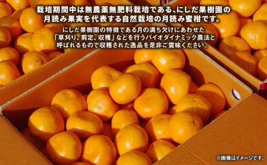 にしだ果樹園の熊本県産月読み蜜柑 約1.5kg