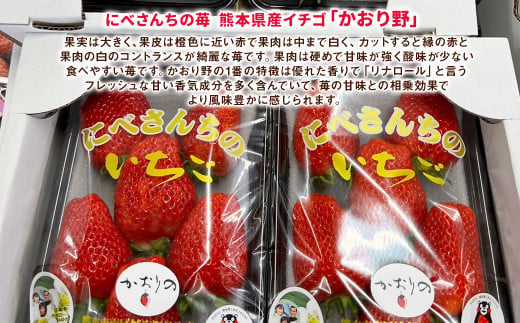 【2023年12月上旬発送開始】にべさんちの苺 熊本県産イチゴかおり野 約520g