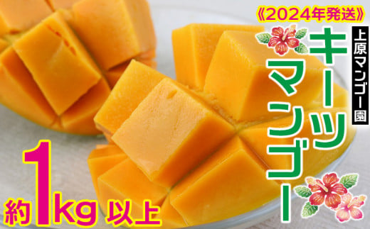 2024年【上原マンゴー園】キーツマンゴー1kg以上 先行予約 809035 - 沖縄県名護市