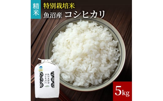 [№5762-0540][令和5年産]特別栽培米魚沼産コシヒカリ（精米）5kg