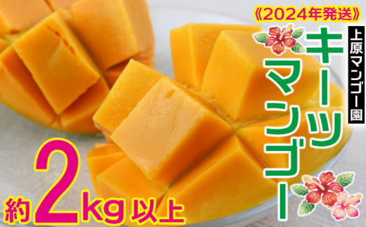 2024年【上原マンゴー園】キーツマンゴー 2kg以上 先行予約 809037 - 沖縄県名護市
