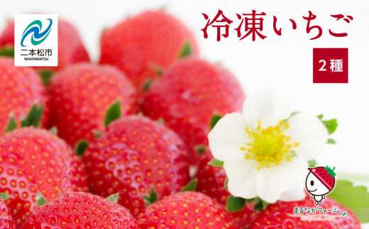 冷凍いちご2種【まるなかファーム】 1155214 - 福島県二本松市