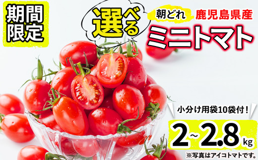 【種類が選べる!】【期間限定・数量限定】鹿児島県産 内村ファームの朝どれミニトマト