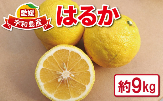 はるか 9kg つばさ農園 果物 フルーツ 柑橘 みかん 家庭用 農家直送 産地直送 数量限定 国産 愛媛 宇和島 B010-048002