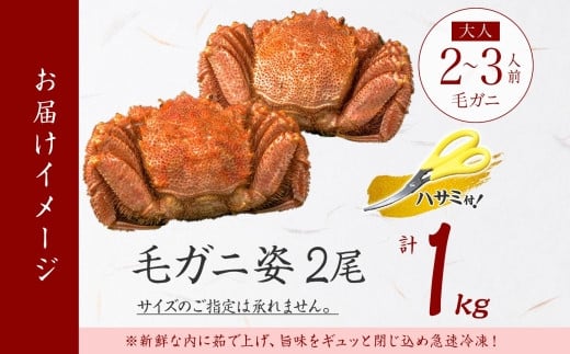 2987.毛蟹 2尾 計1kg前後 食べ方ガイド・専用ハサミ付 カニ かに 蟹 海鮮 ボイル 送料無料 北海道 弟子屈町 - 北海道弟子屈町｜ふるさとチョイス  - ふるさと納税サイト