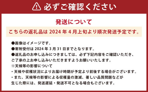 熊本県産朝掘り筍　約4kg