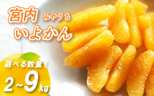 [1-3月下旬発送] 宮内いよかん 2kg / 4kg / 9kg 数量選択可 いよかん 伊予柑 みかん 数量限定 みかん 愛媛県産 みかん いよかん 伊予柑 松山市 みかん 中島 みかん いよかん 伊予柑 みかん 蜜柑 いよかん 伊予柑 イヨカン みかん いよかん 伊予柑 愛媛県 松山市