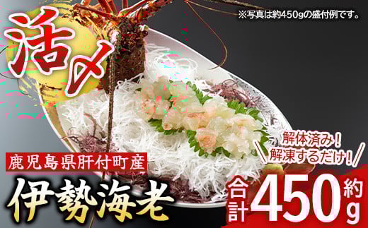 B47004 【活き〆冷凍】肝付町内之浦産　伊勢海老(えっがね)の刺身 (約450g)鹿児島 国産 海老 えび エビ 伊勢海老 海の幸 刺身 さしみ 冷凍 真空パック 【網元】