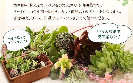 sh005 【初心者におすすめ】多肉植物の小苗１０本セット（１０種類アソート） - 高知県室戸市｜ふるさとチョイス - ふるさと納税サイト