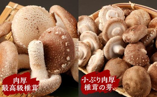 北九州市産 生椎茸・乾燥クキのセット